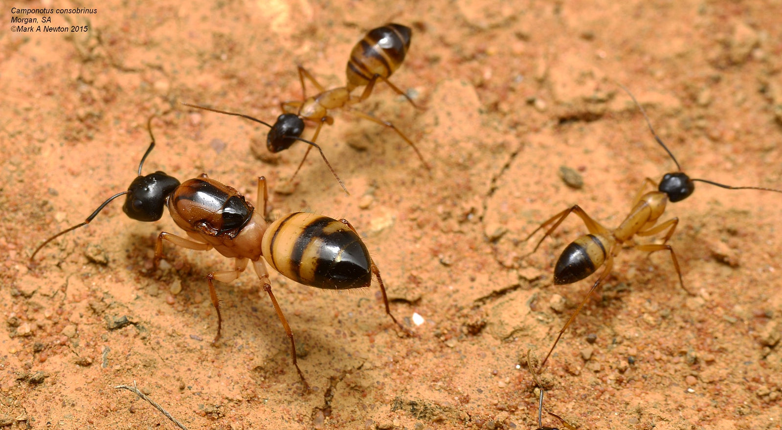 camponotus-consobrinus-sugar-ant-queen