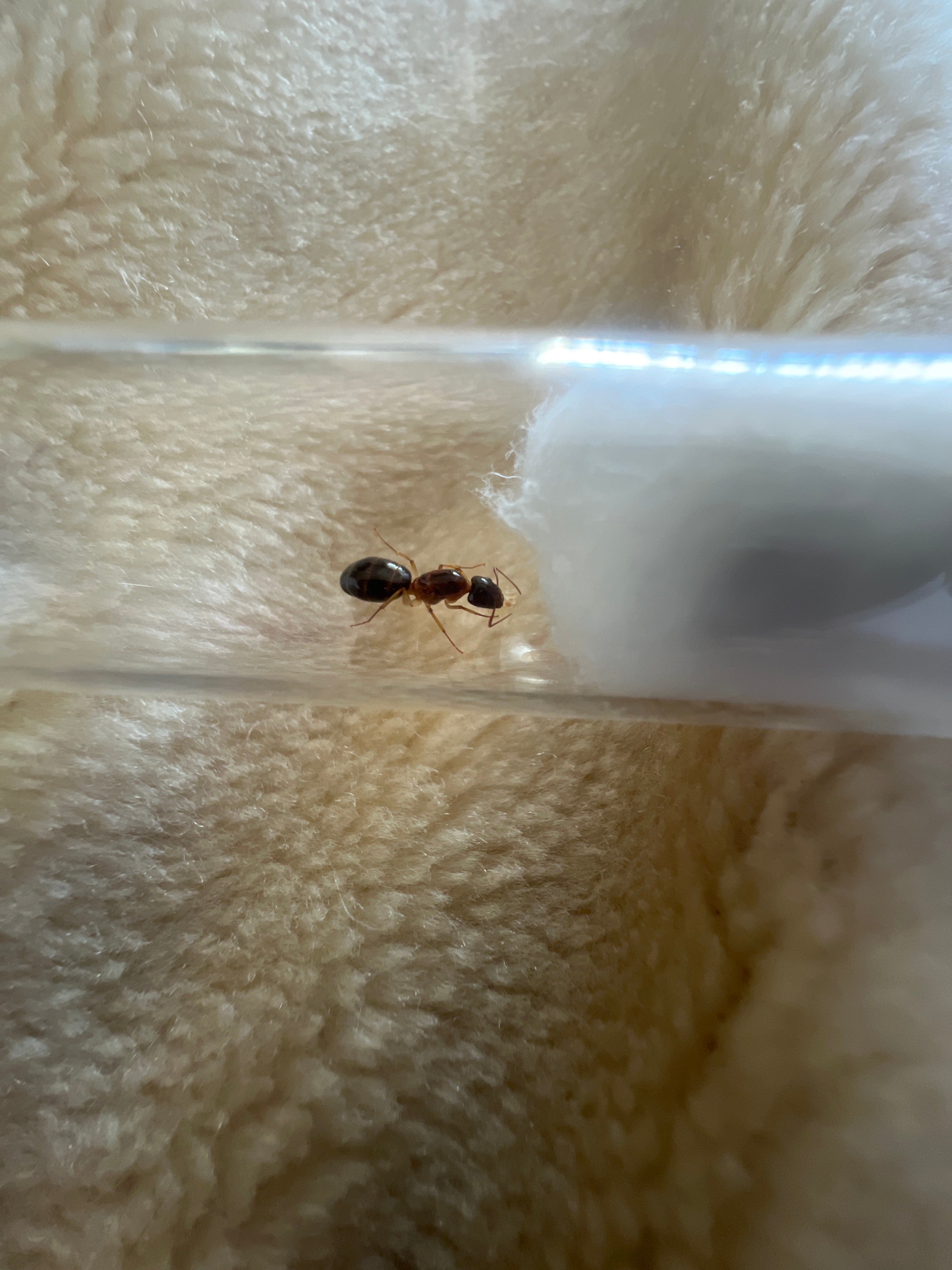 camponotus-humilior-common-house-sugar-ant