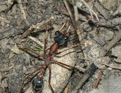 Myrmecia Fuscipes (Rare)