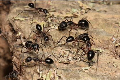 Camponotus intrepidus