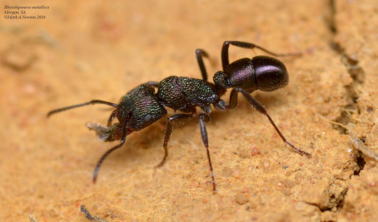 Rhytidoponera Metallica queen (Green headed ant)