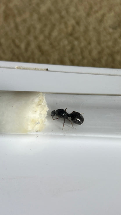 Pheidole Antipodum