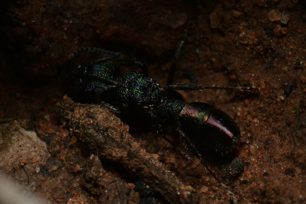 Rhytidoponera Metallica queen (Green headed ant)