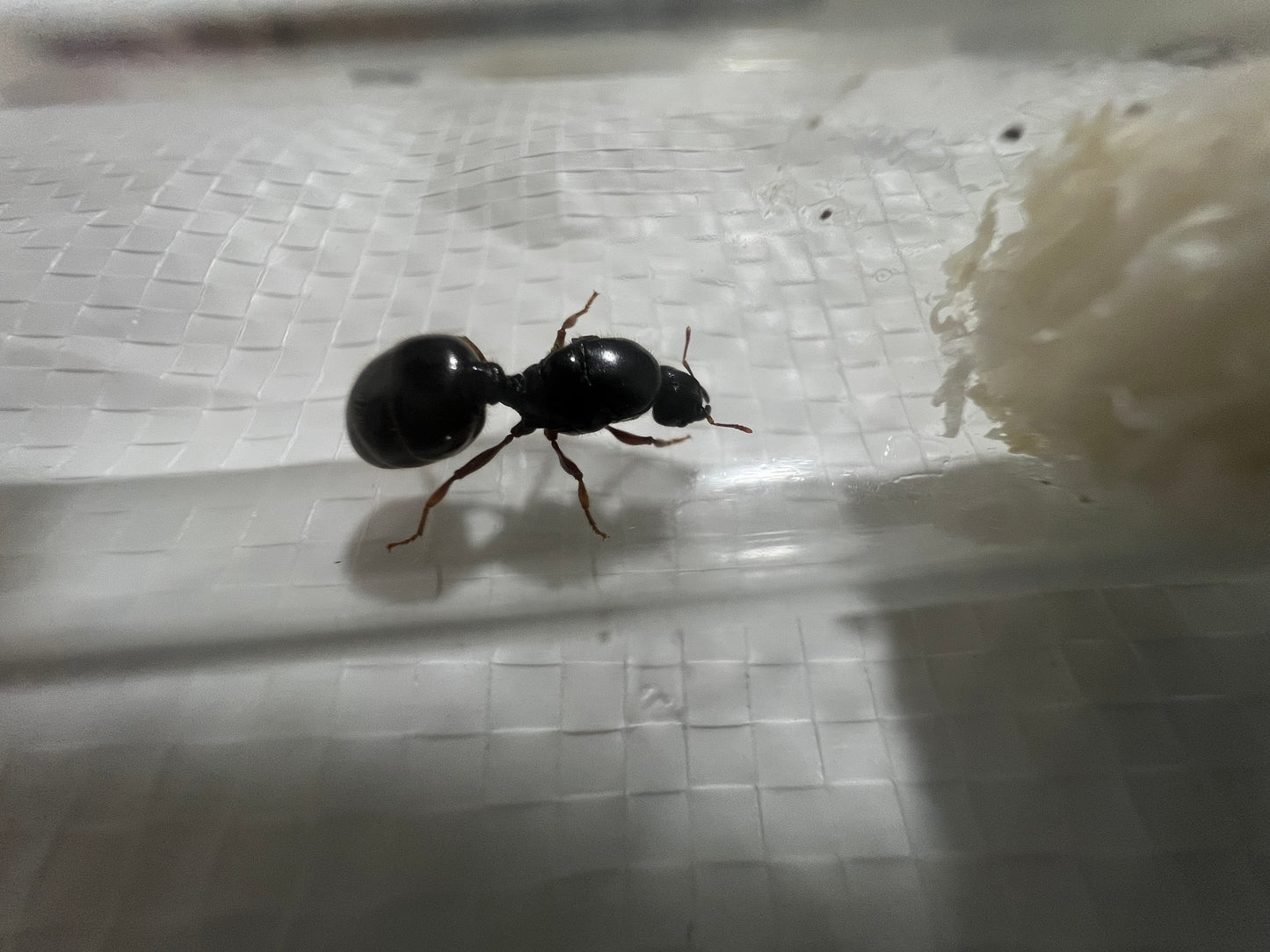 Pheidole Antipodum