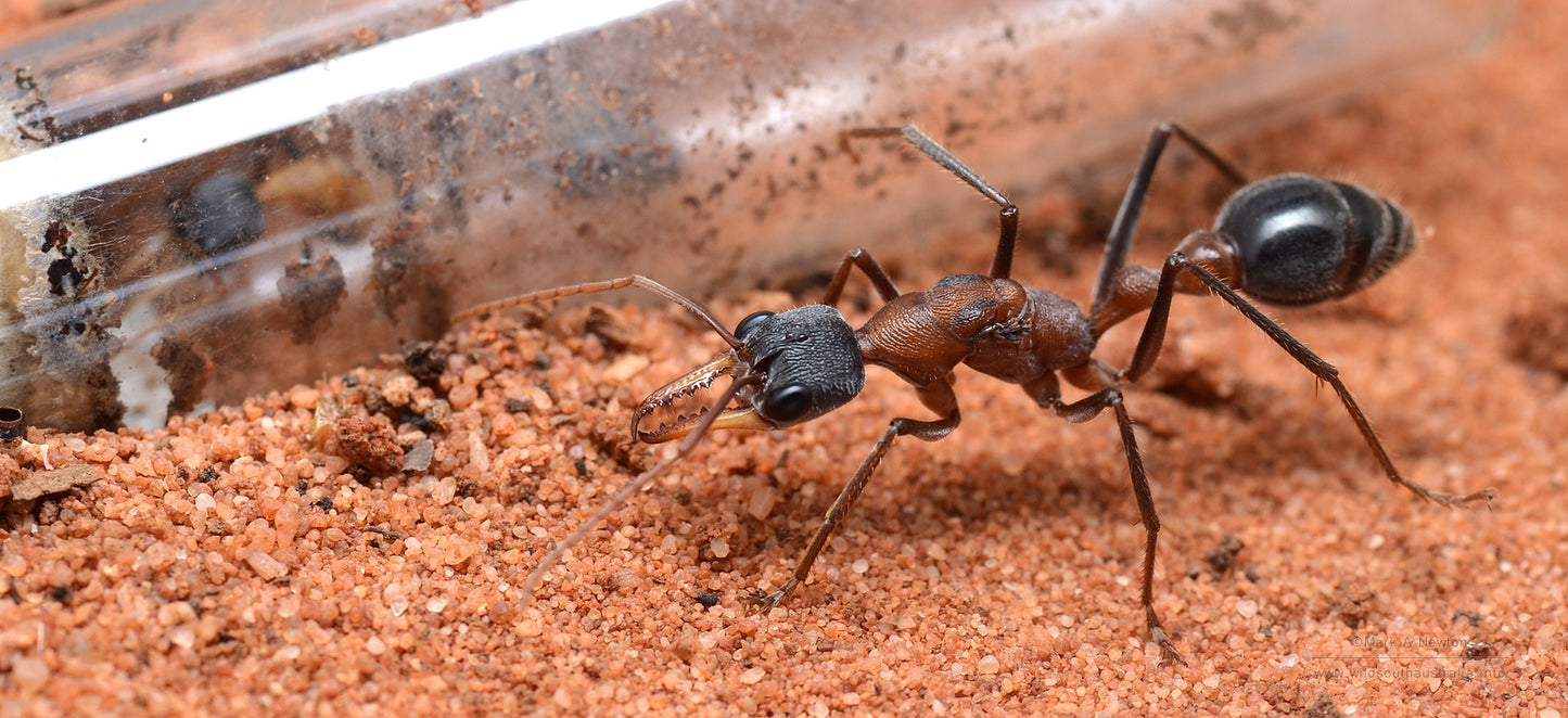 Myrmecia Fuscipes (Rare)