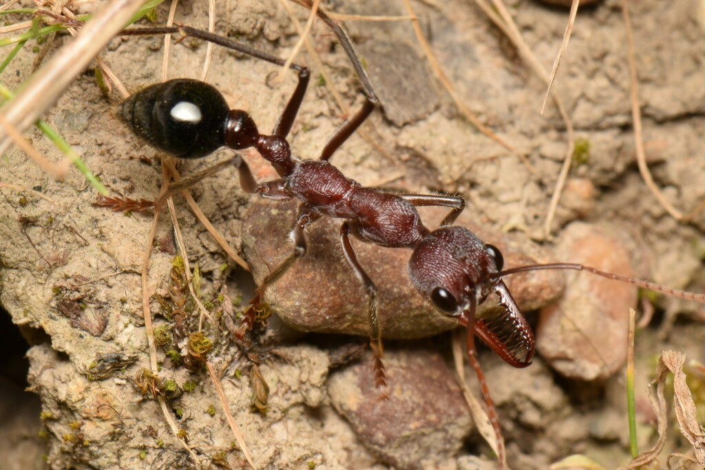 Myrmecia Simillima