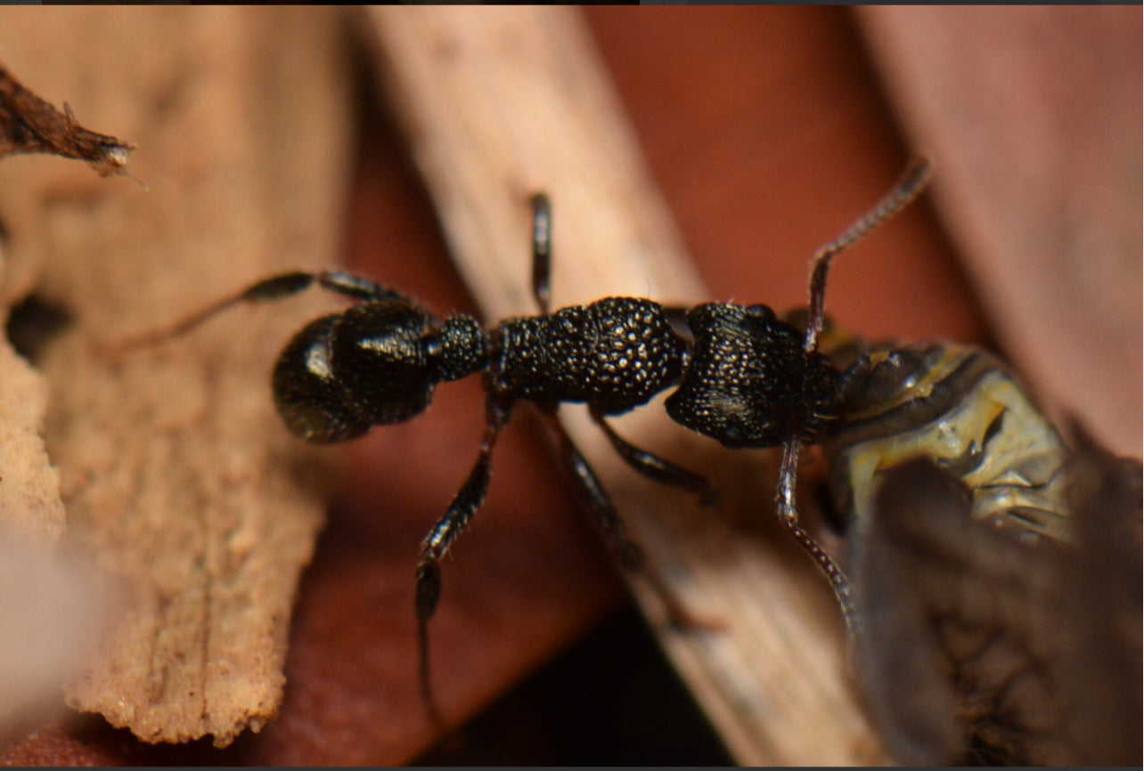 Rhytidoponera Victoriae