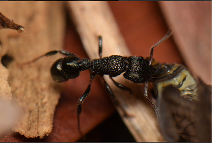 Rhytidoponera Victoriae