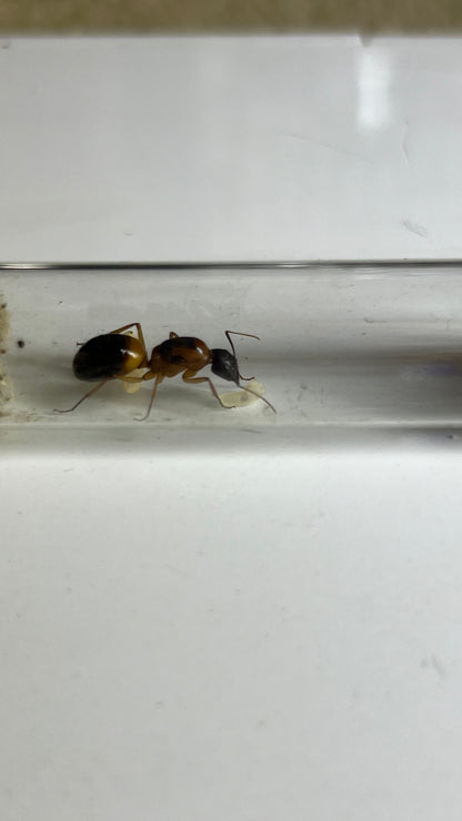 Camponotus consobrinus (Sugar ant queen)