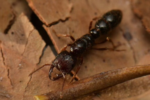 Amblyopone Australis