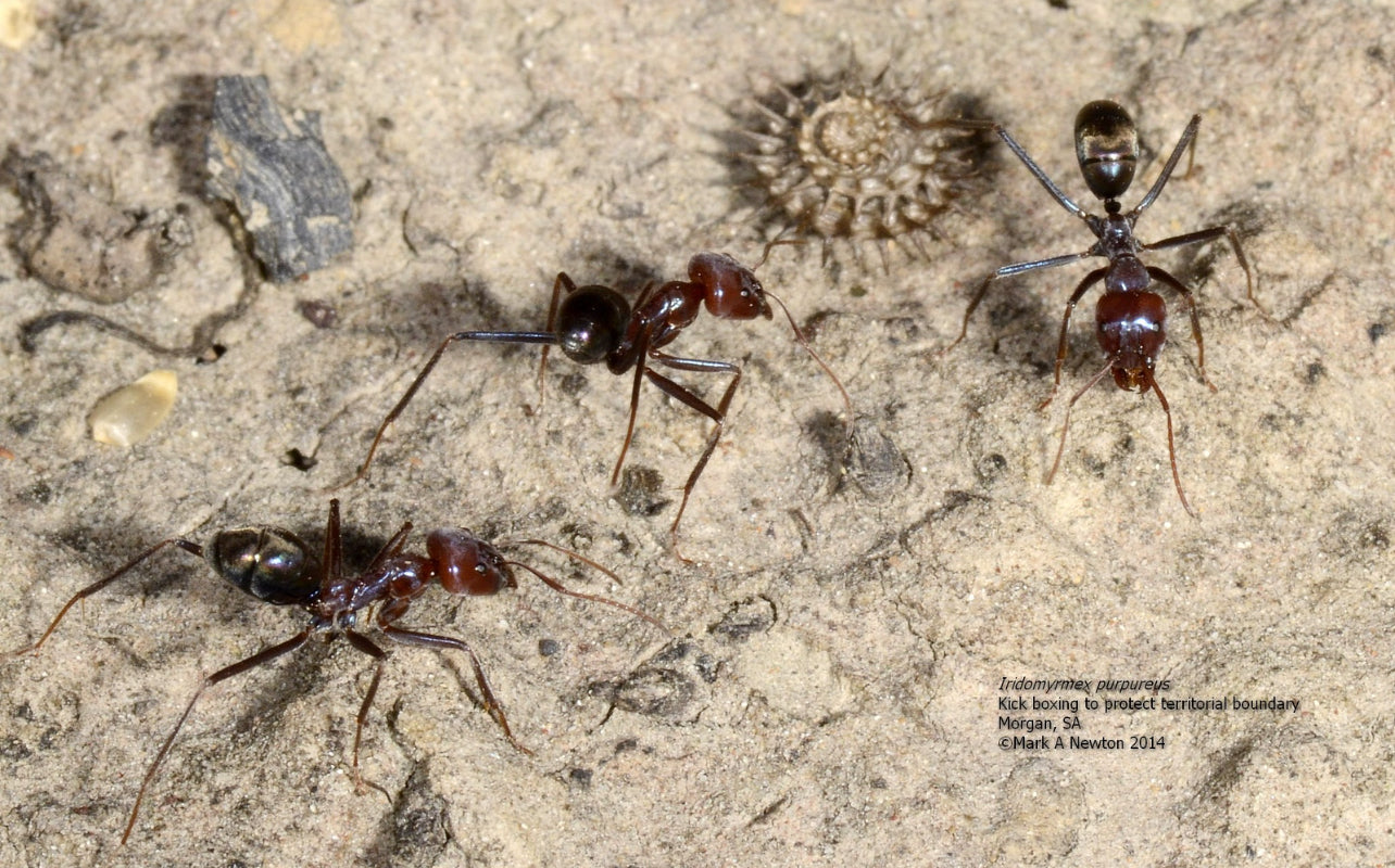 Iridomyrmex Purpureus (Meat Ants)