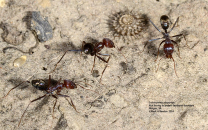 Iridomyrmex Purpureus (Meat Ants)