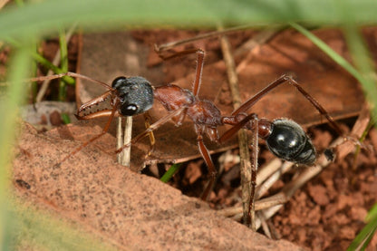 Myrmecia Sp.17