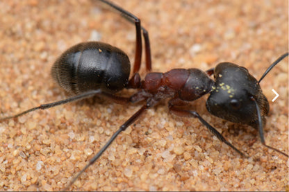 Camponotus intrepidus