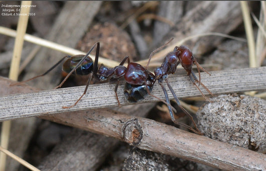 Iridomyrmex Purpureus (Meat Ants)