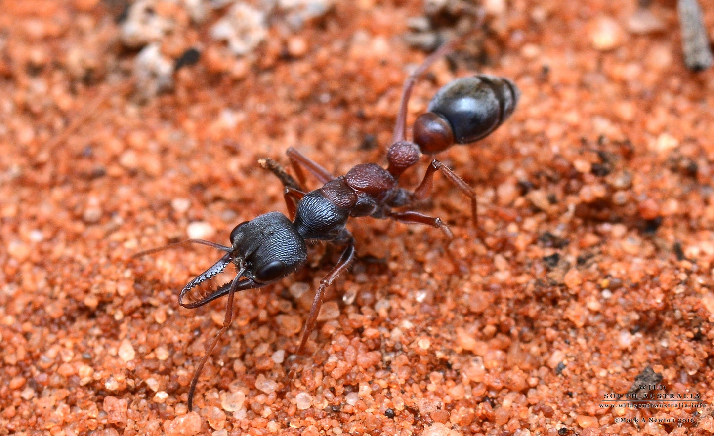 Myrmecia Varians