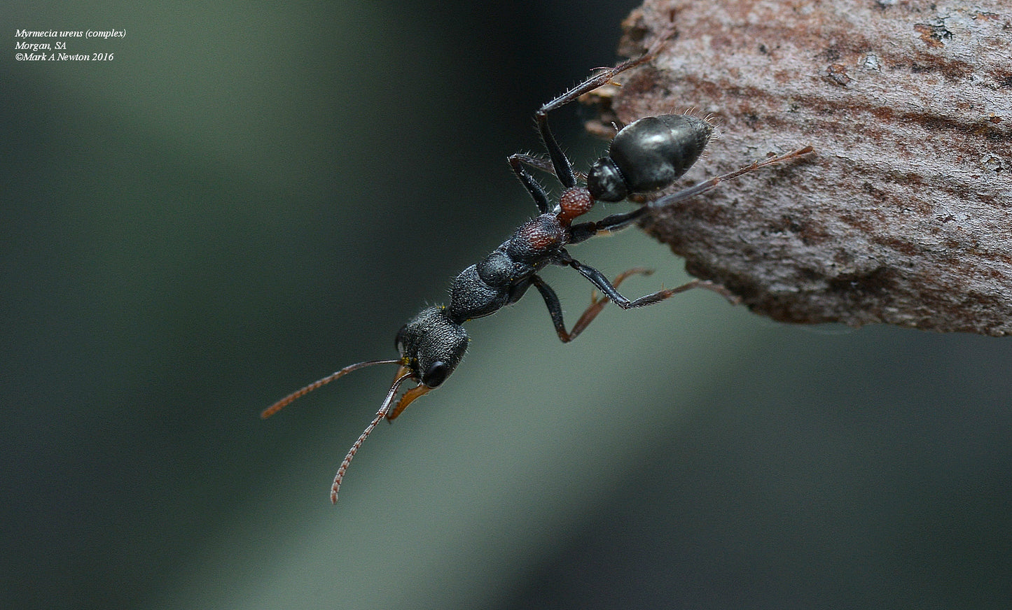 Myrmecia Urens (Baby Myrmecia)