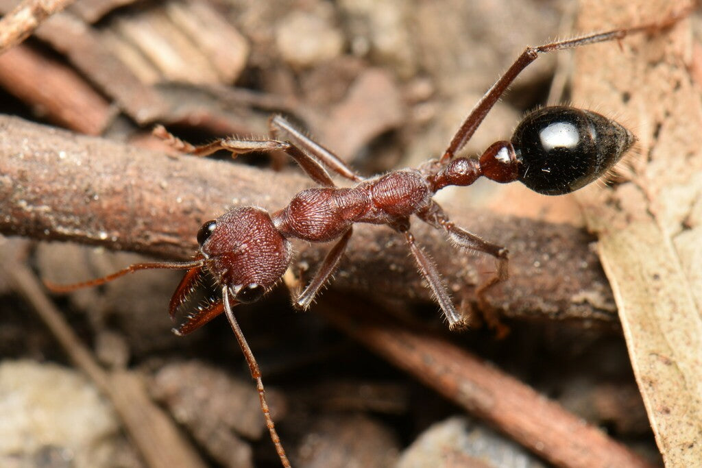 iridomyrmex-purpureus-meat-ant