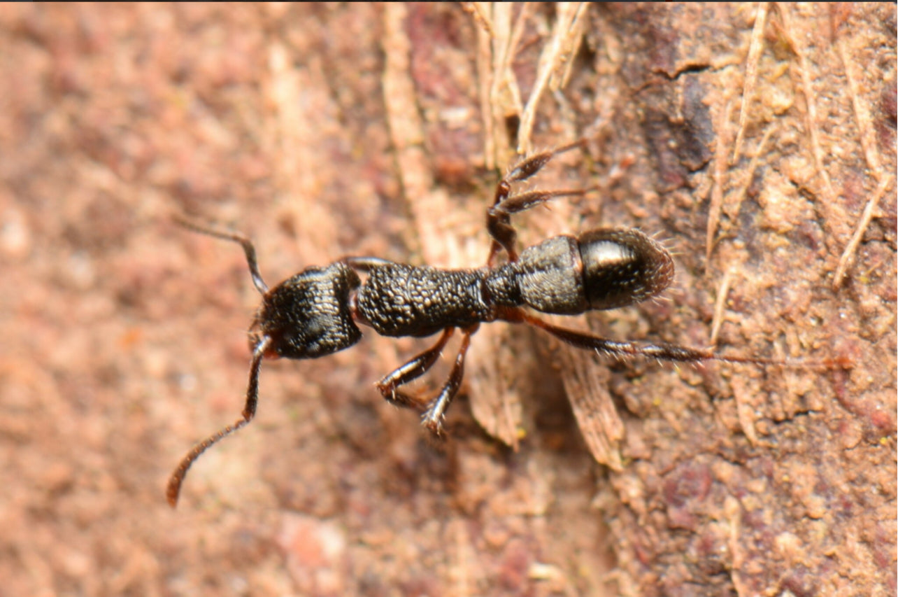 Rhytidoponera Victoriae