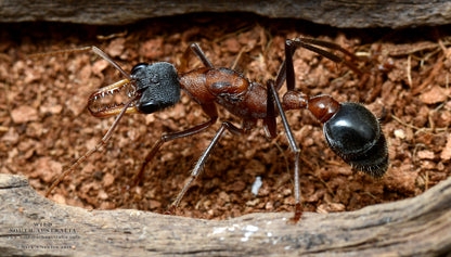 Myrmecia Fuscipes (Rare)