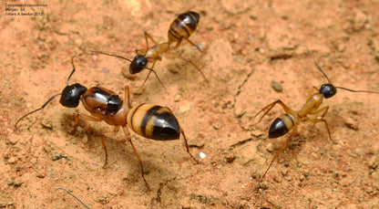 Camponotus consobrinus (Sugar ant queen)