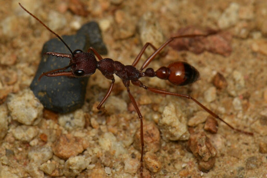 Myrmecia Nigriscapa