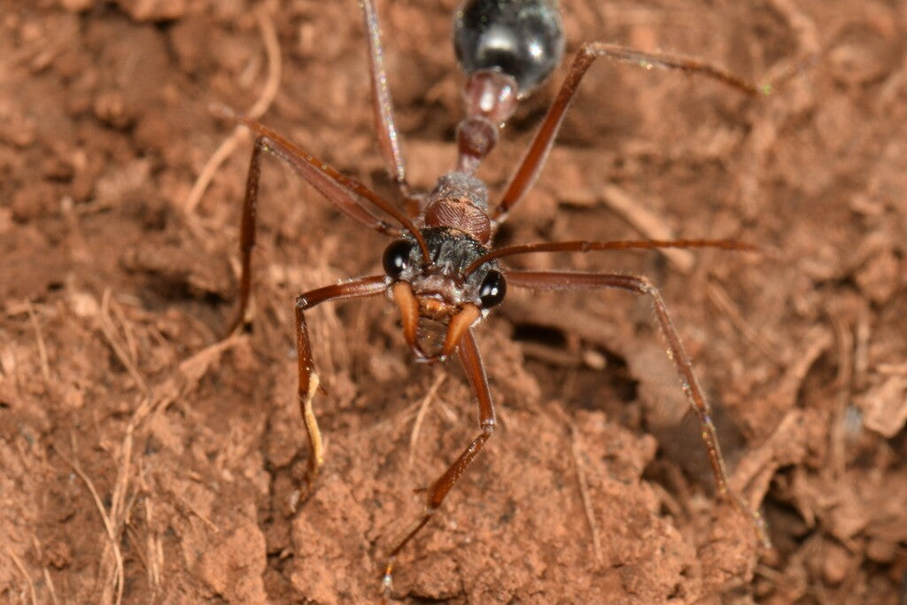 Myrmecia Sp.17