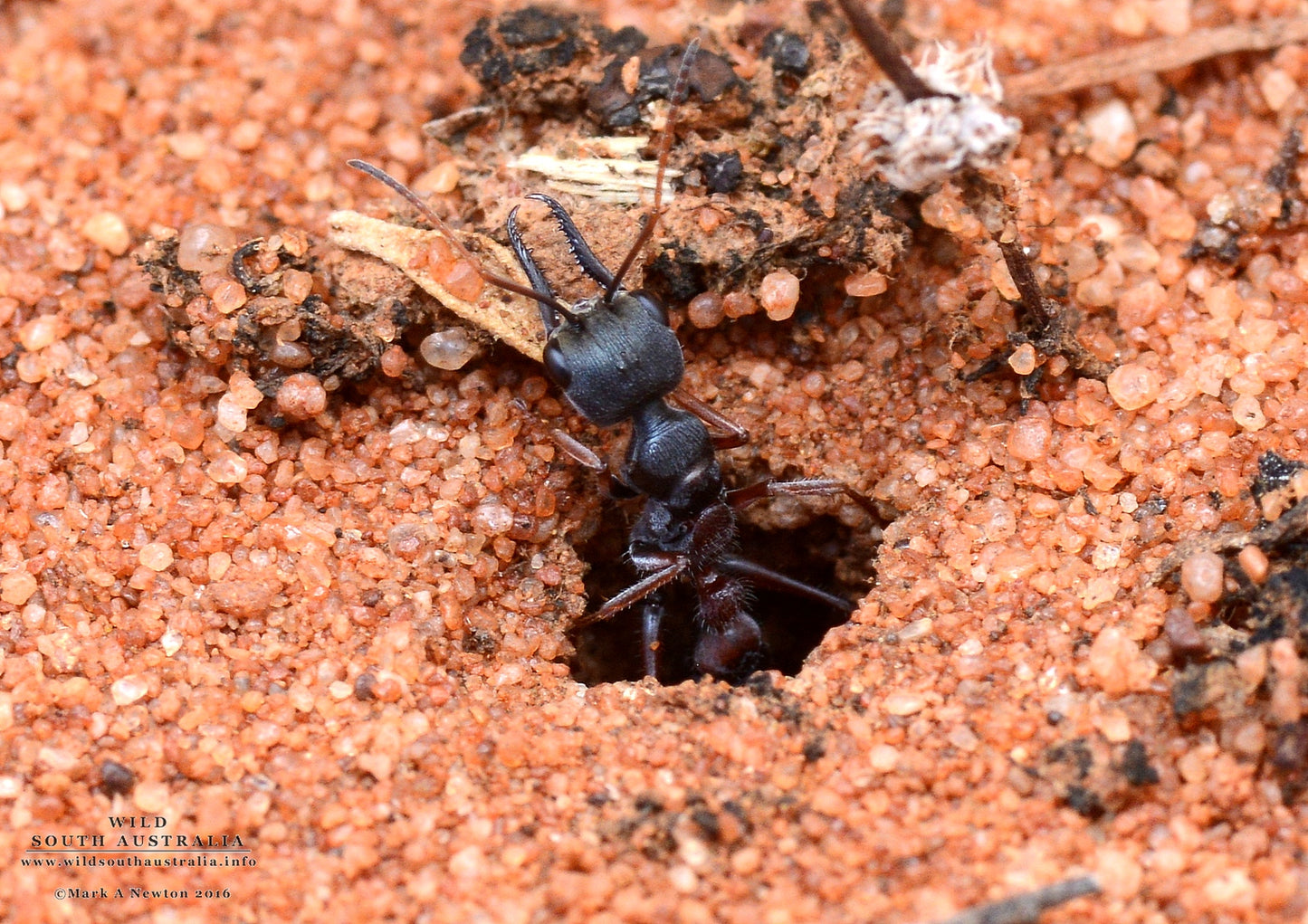 Myrmecia Varians