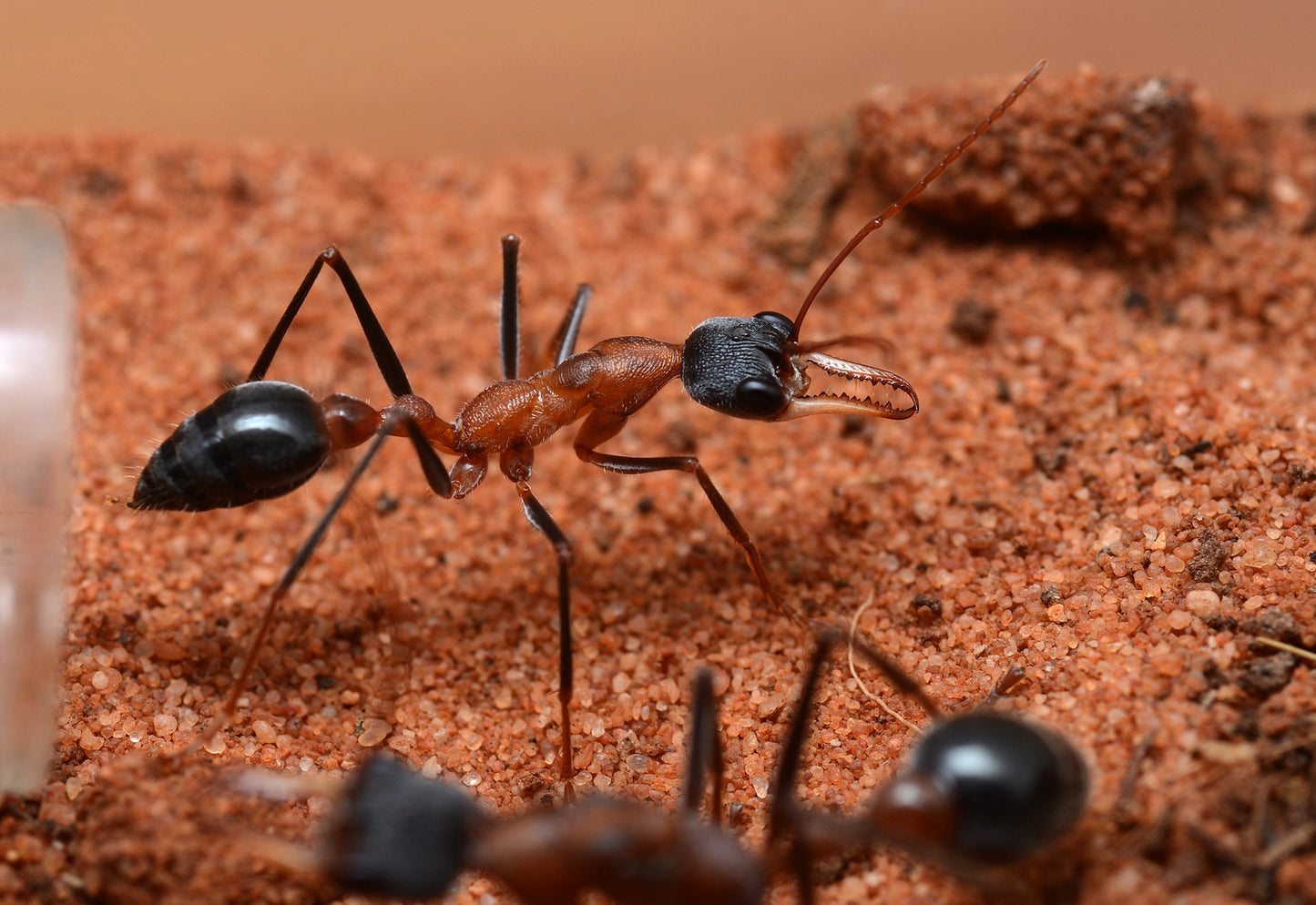 Myrmecia Fuscipes (Rare)