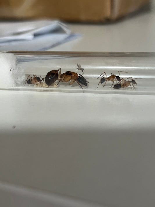 Camponotus Terebrans