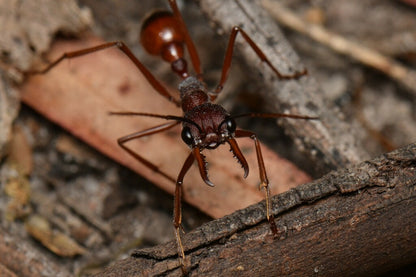 Myrmecia Nigriscapa