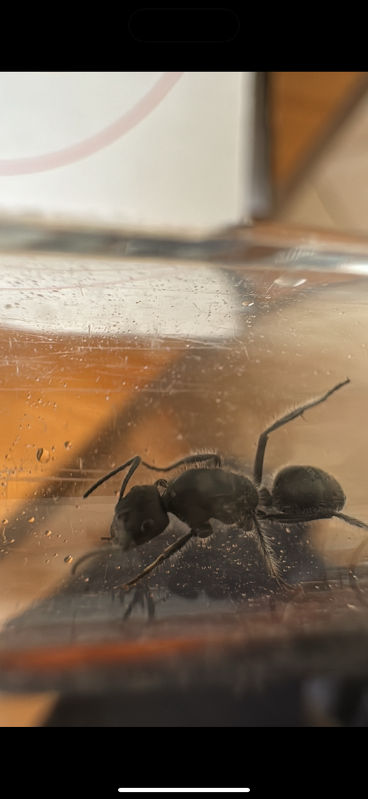 Calomyrmex Sp. Black