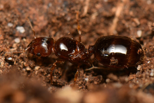 Pheidole Sp (Big Headed ant)