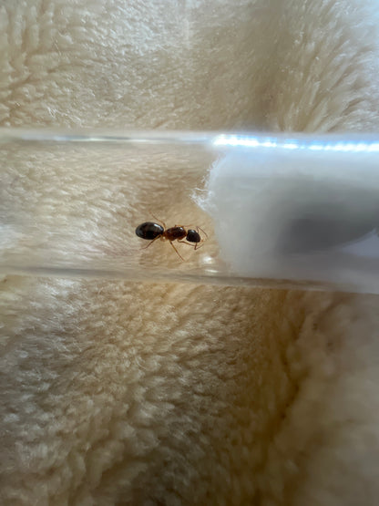 Camponotus Sp (Pale legged camponotus)