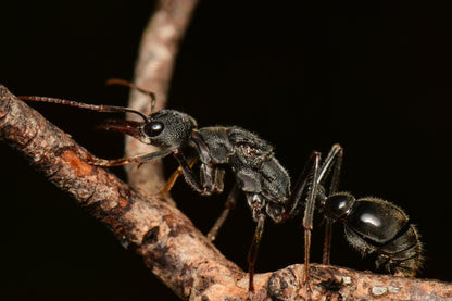 Myrmecia Pyriformis