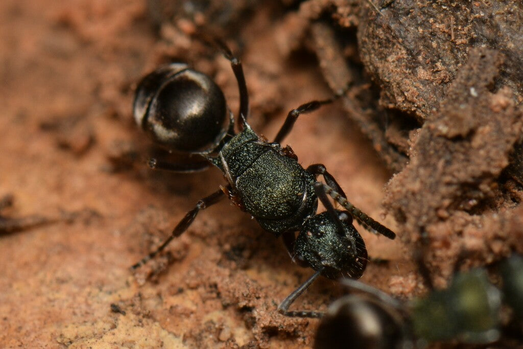 Polyrachis Hookeri (Spiny green ant)