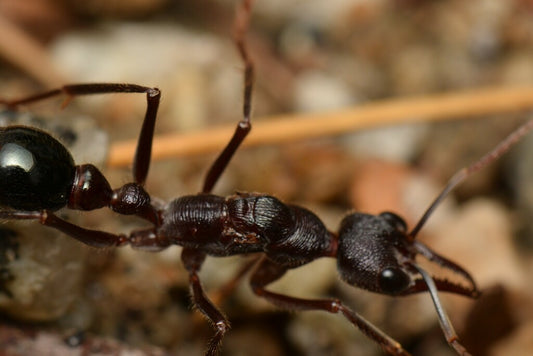 Myrmecia Forficata